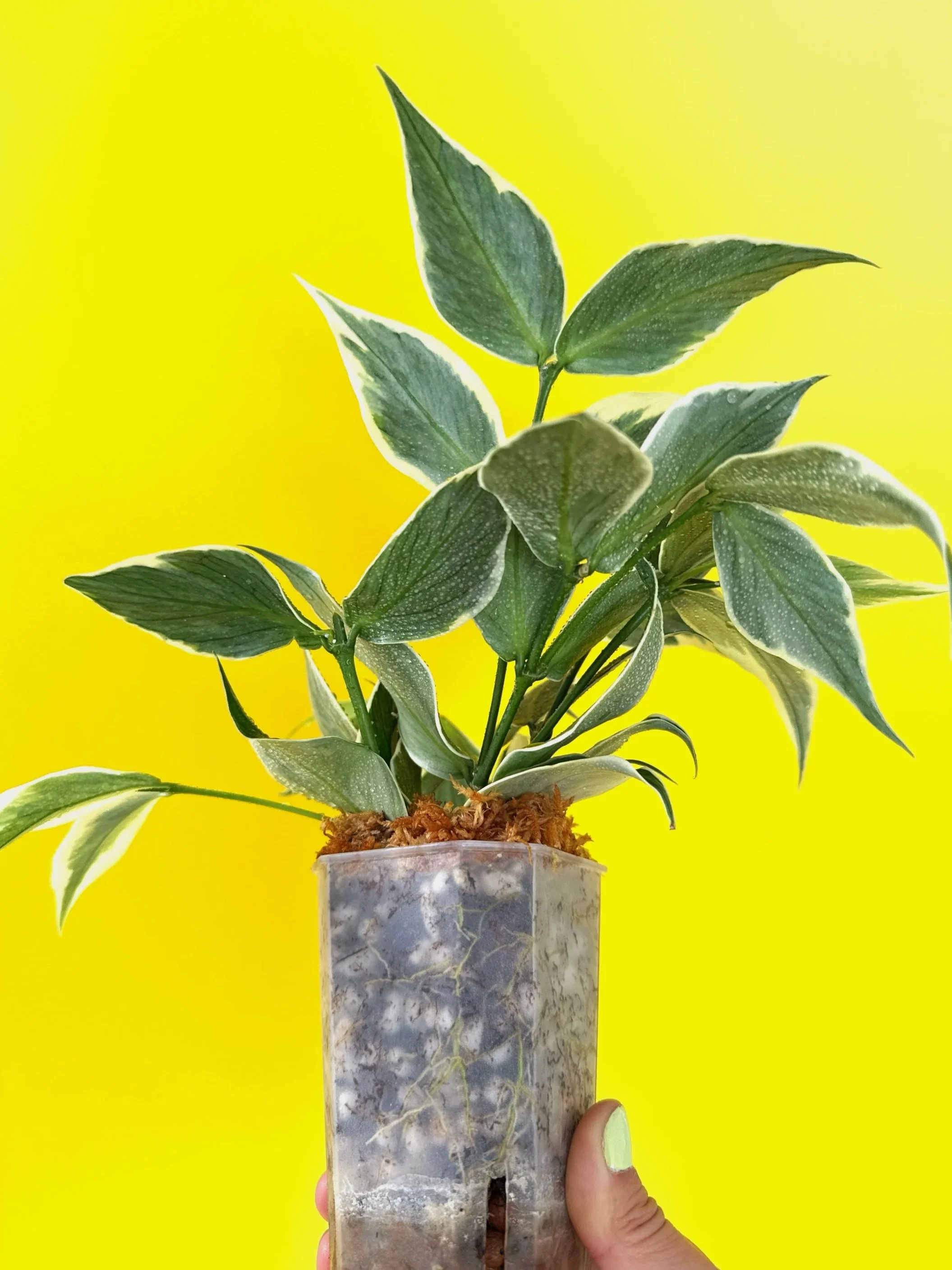 HOYA POLYNEURA ALBOMARGINATA - OUTER VARIEGATED — MELTY.AU | SHOP